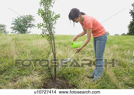 Young woman watering tree View Large Photo Image Picture - Young woman watering tree. Fotosearch