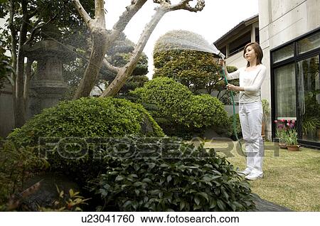 Mid adult woman watering trees View Large Photo Image Stock Image - Mid adult woman watering trees. Fotosearch