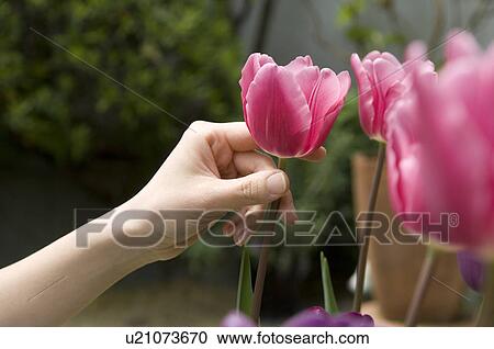 Woman's hand touching tulip flower View Large Photo Image Stock Image - Woman's hand touching tulip flower. Fotosearch