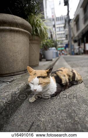 Cat lying on street View Large Photo Image Stock Photograph - Cat lying on street. Fotosearch