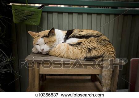 Stock Photo - Sleeping cat. Fotosearch