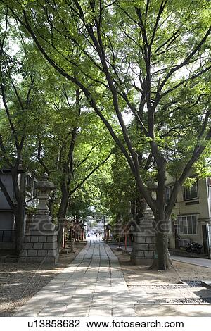 Stock Image - Trees in Akagi Shrine, Tokyo, Japan. Fotosearch