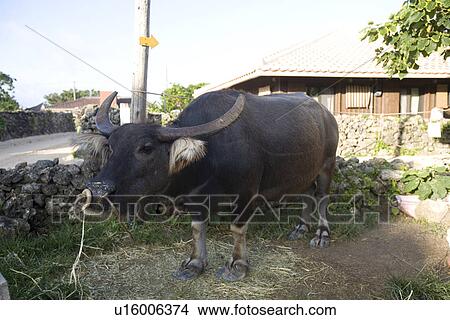 Picture - Black cattle in Taketomi Island, Okinawa Prefecture, Japan. Fotosearch