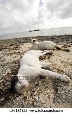 Cats sleeping in beach View Large Photo Image Stock Image - Cats sleeping in beach. Fotosearch