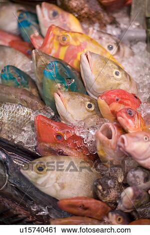 Stock Image - Colorful fish displayed. Fotosearch