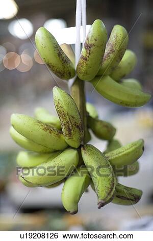 Stock Photograph - Green banana. Fotosearch