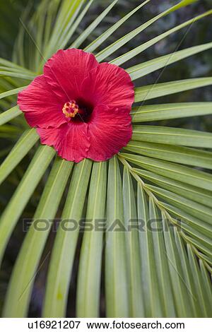 Hibiscus Flower, Iriomote Island, Okinawa, Japan View Large Photo Image Stock Photo - Hibiscus Flower, Iriomote Island, Okinawa, Japan. Fotosearch