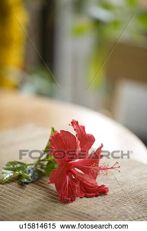 Stock Photography - Hibiscus Flower, Iriomote Island, Okinawa, Japan. Fotosearch