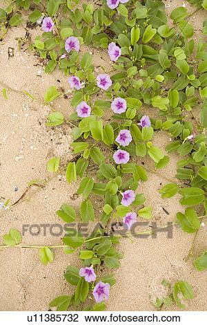 Morning glories View Large Photo Image Stock Image - Morning glories. Fotosearch
