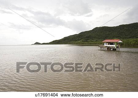 Ox wagons in Iriomote Island, Okinawa Prefecture, Japan View Large Photo Image Picture - Ox wagons in Iriomote Island, Okinawa Prefecture, Japan. Fotosearch