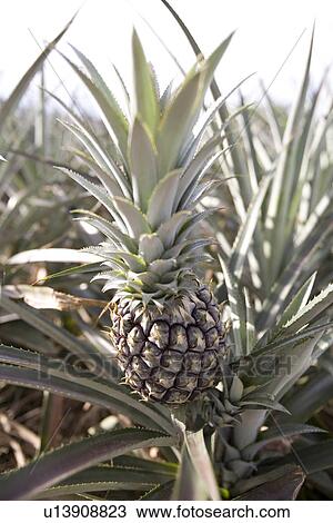 Stock Image - Pineapple farm. Fotosearch