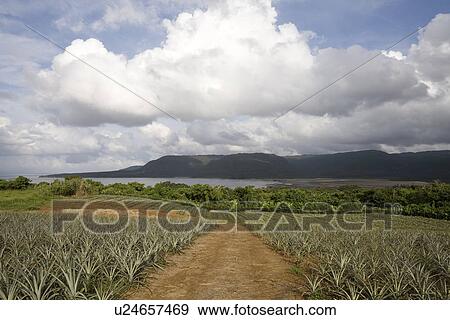 Stock Photo - Pineapple farm. Fotosearch