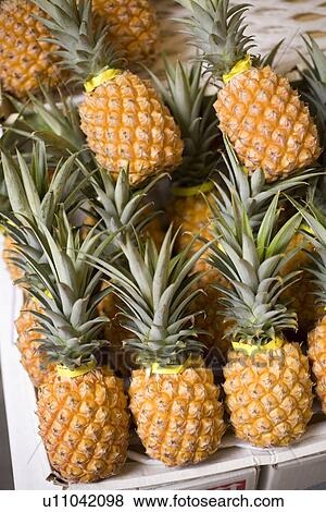 Stock Photo - Pineapple. Fotosearch
