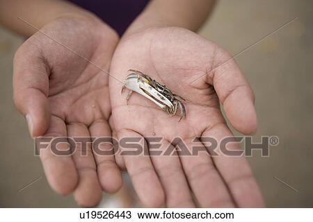 Stock Image - Small crab on boy's hand. Fotosearch