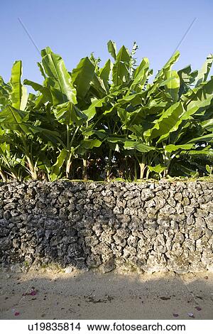 Picture - Stone wall in Taketomi Island, Okinawa, Japan. Fotosearch
