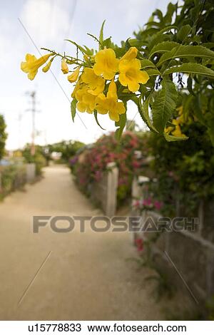 Stock Image - Street in Taketomi Island, Okinawa, Japan. Fotosearch