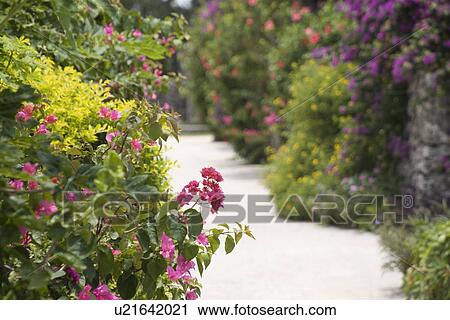 Street in Taketomi Island, Okinawa, Japan View Large Photo Image Stock Image - Street in Taketomi Island, Okinawa, Japan. Fotosearch