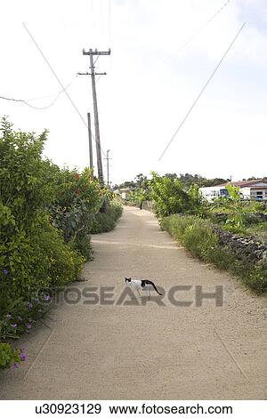 Stock Photo - Street in Taketomi Island, Okinawa, Japan. Fotosearch