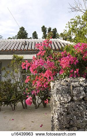 Traditional house in Taketomi Island, Okinawa, Japan View Large Photo Image Stock Image - Traditional house in Taketomi Island, Okinawa, Japan. Fotosearch