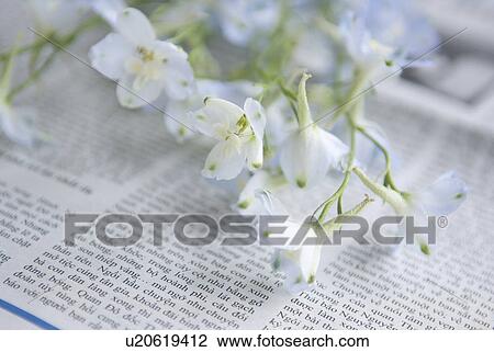Stock Image - Delphinium. Fotosearch