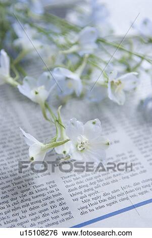 Stock Photograph - Delphinium. Fotosearch