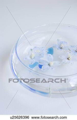 Stock Photograph - Flower head floating in glass bowl. Fotosearch