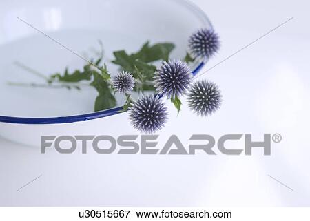 Stock Photo - Flowers in washing bowl. Fotosearch