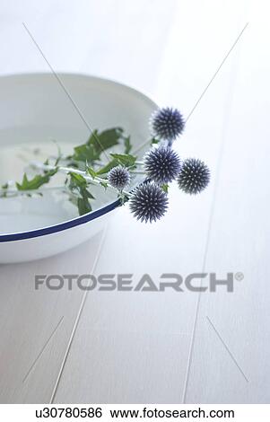 Flowers in washing bowl View Large Photo Image Stock Photograph - Flowers in washing bowl. Fotosearch