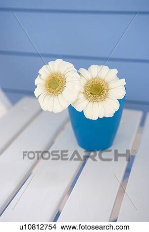 Picture - Gerbera. Fotosearch