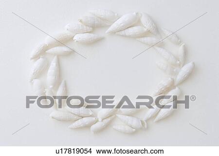 Picture - Shells. Fotosearch