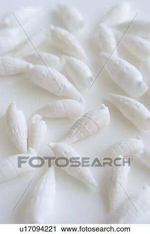 Stock Image - Shells. Fotosearch