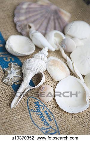 Stock Image - Shells. Fotosearch