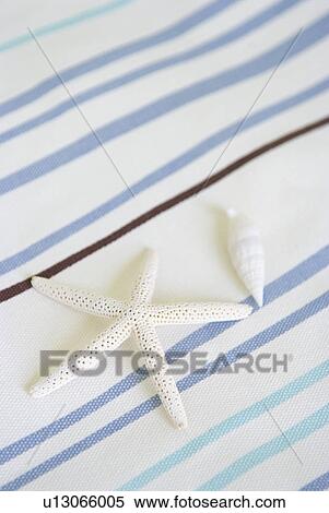 Stock Photography - Starfish and shell. Fotosearch