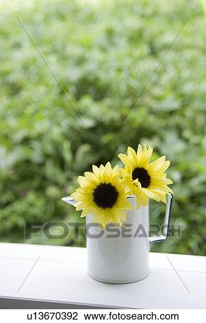 Stock Image - Sunflower in jug. Fotosearch