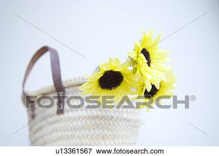 Stock Photo - Sunflower in straw bag. Fotosearch