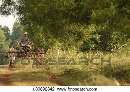 Man on cart drawn by oxen View Large Photo Image Stock Image - Man on cart drawn by oxen. Fotosearch