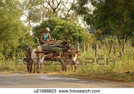 Stock Image - Man on cart drawn by oxen. Fotosearch
