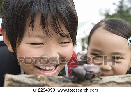 Close up of boy and girl looking at Rhinoceros Beetle View Large Photo Image Stock Image - Close up of boy and girl looking at Rhinoceros Beetle. Fotosearch