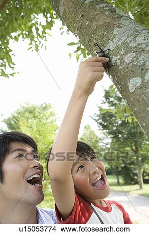 Picture - Father and son catching a beetle on tree trunk. Fotosearch