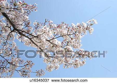 A Cherry Tree In Full Bloom View Large Photo Image Stock Photo - A Cherry Tree In Full Bloom. Fotosearch