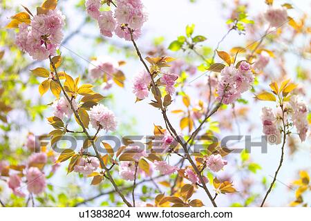 Picture - A Double-Flowered Cherry Tree. Fotosearch