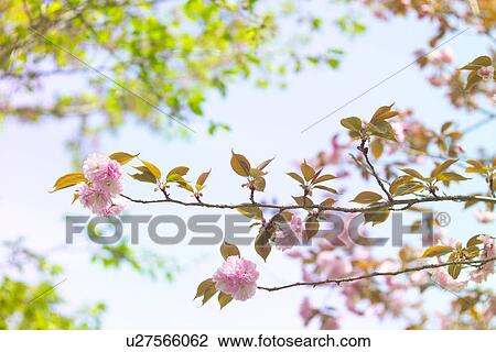 Stock Image - A Double-Flowered Cherry Tree. Fotosearch