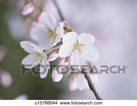 Picture - Cherry Blossom. Fotosearch