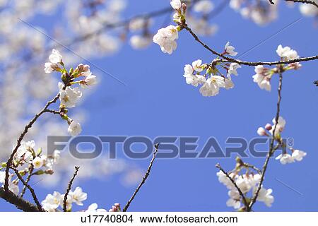 Cherry Blossom View Large Photo Image Picture - Cherry Blossom. Fotosearch