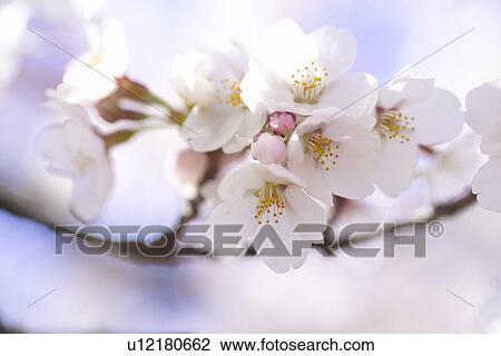Cherry Blossom View Large Photo Image Stock Image - Cherry Blossom. Fotosearch