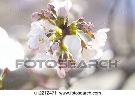 Cherry Blossom View Large Photo Image Stock Image - Cherry Blossom. Fotosearch