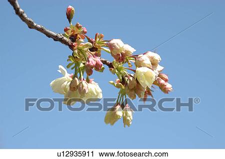 Cherry Blossom View Large Photo Image Stock Image - Cherry Blossom. Fotosearch