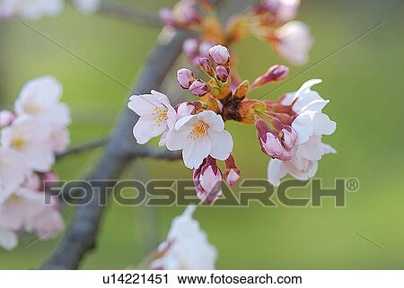 Cherry Blossom View Large Photo Image Stock Image - Cherry Blossom. Fotosearch