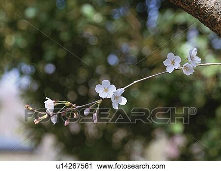 Stock Image - Cherry Blossom. Fotosearch