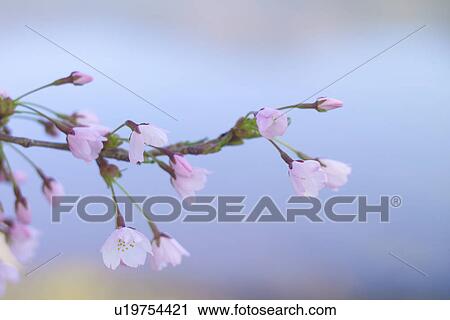 Stock Image - Cherry Blossom. Fotosearch